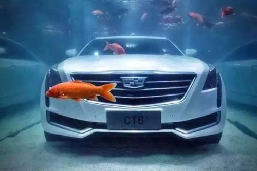 抖音泡在水里的凯迪拉克是什么意思