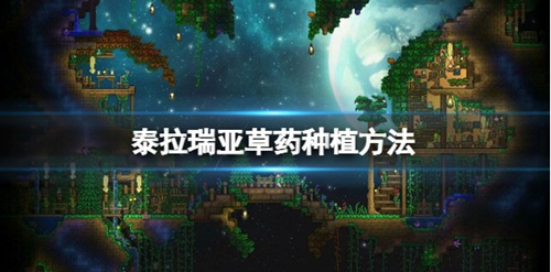 泰拉瑞亚怎么种植草药 泰拉瑞亚种植草药攻略