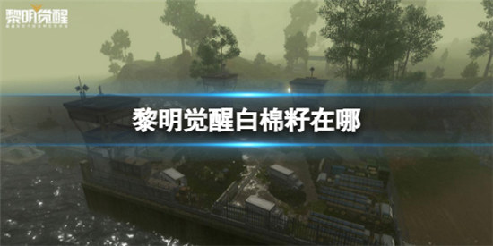 黎明觉醒白棉籽在哪里黎明觉醒白棉籽位置分享