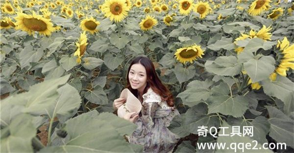 茄子香蕉榴莲草莓丝瓜向日葵小猪最新版：不同格式的视频都支持使用